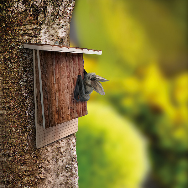 Bat Nesting Box